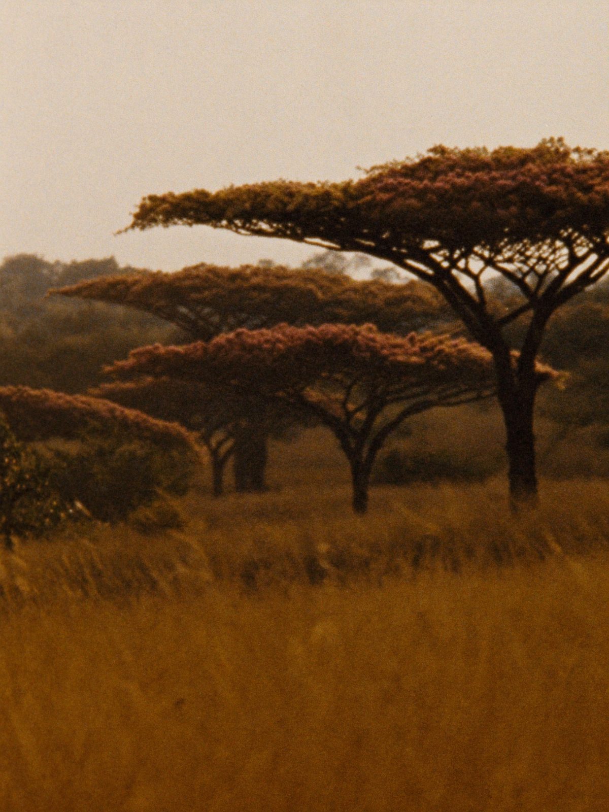 Experiências na natureza para crianças: o antídoto contra as telas